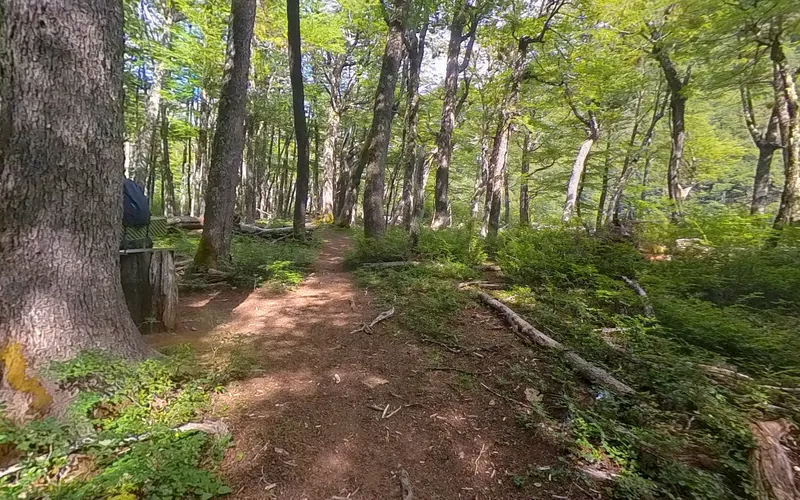 Vista del Campamento Río Turbio en un bosque de lengas, Travesía Las Horquetas