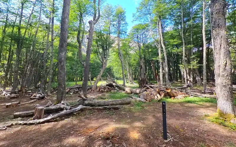 Vista de la zona de carpas del Campamento Río Turbio, entre lengas y mesas de madera
