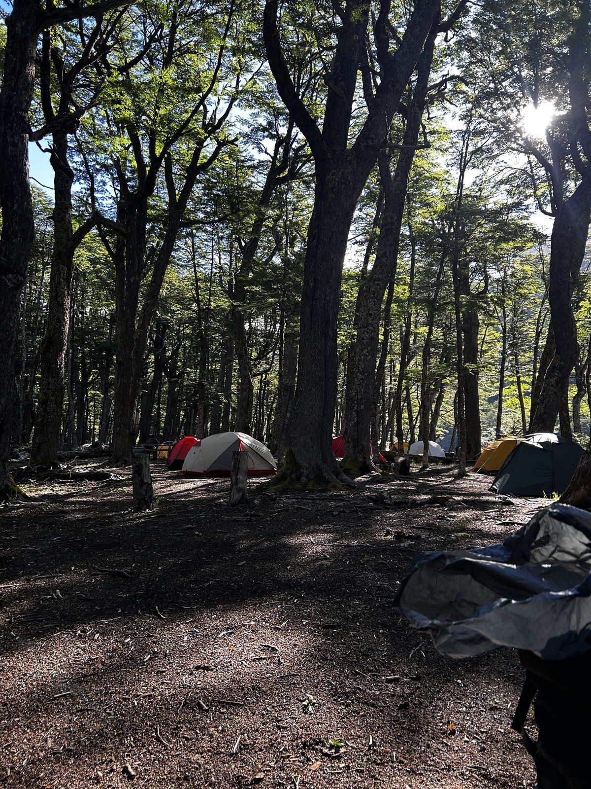 Campamento entre bosque de lenga - Travesía Las Horquetas